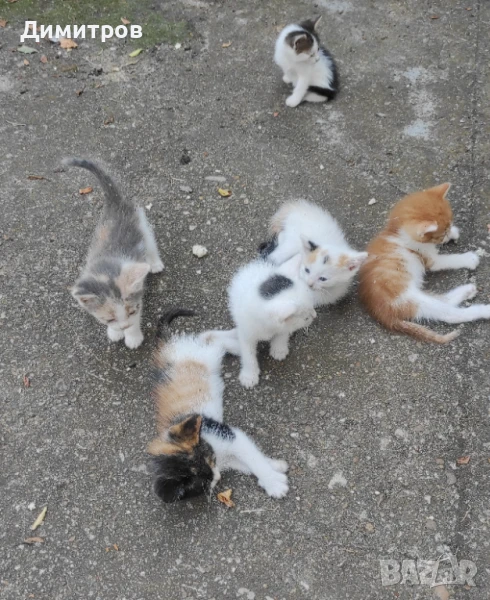 Котенца подарявам, снимка 1