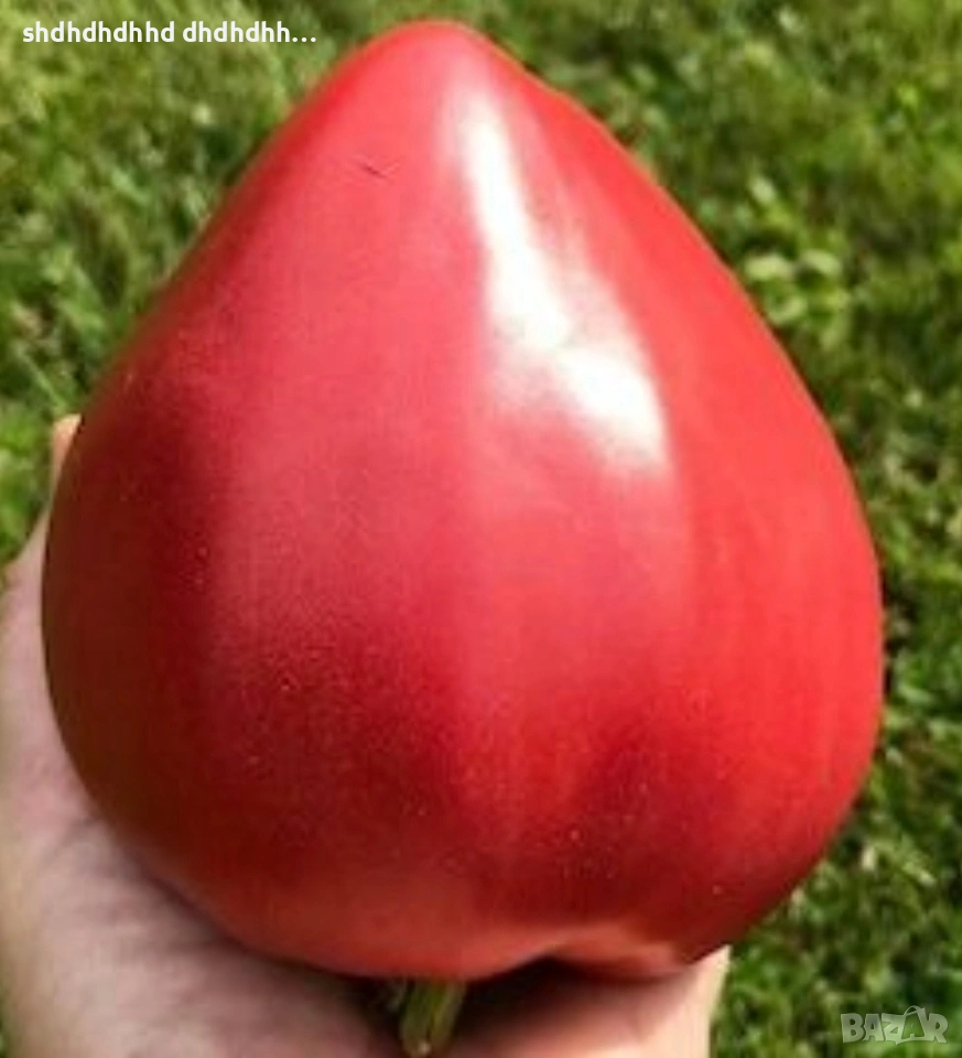 Най Вкусните Домати (Разсад Момини Гърди) , снимка 1