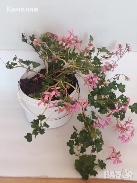 Цвете: Сакъзче - розово, снимка 1