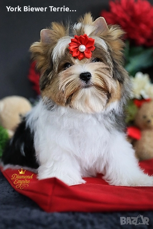 Йоркширски Териер! Мини принцесА с родословие! Доставка , снимка 1
