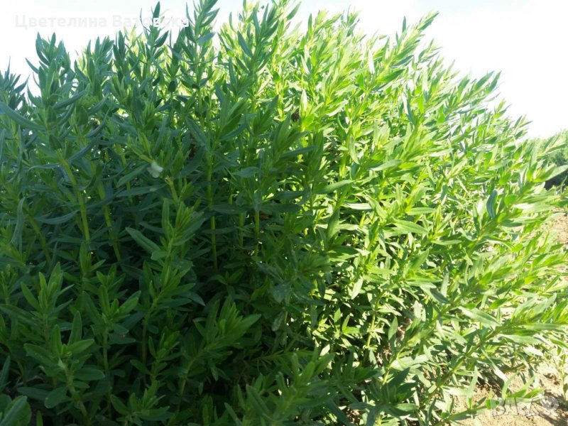 НАПРАВЕТЕ СИ ПРЕКРАСНА ГРАДИНА от лавандула  и хизоп, снимка 1