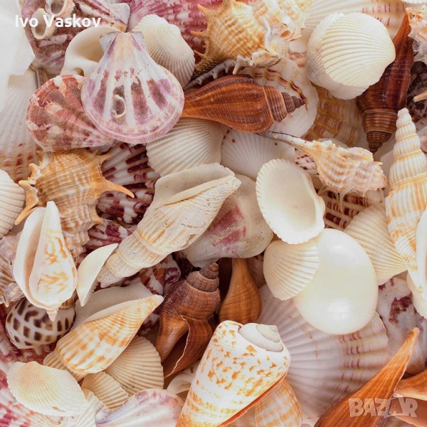 красиви морски раковини, снимка 1