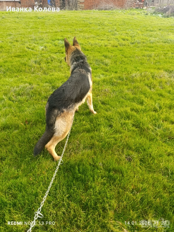 Продавам чистокръвна немска овчарка на 11 месеца , снимка 1