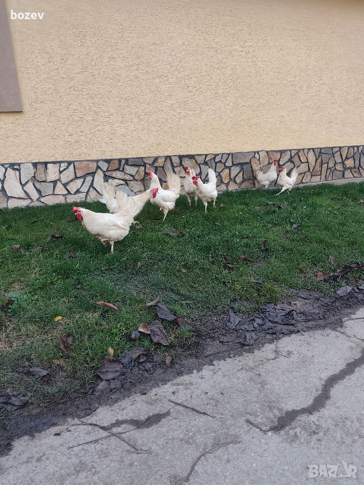 Оплодени яйца от бял легхорн .За информация пишете., снимка 1