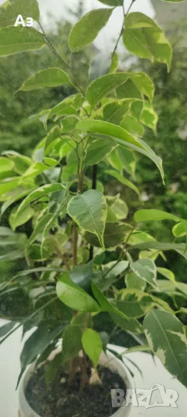 Продавам бенджамини, пъстри листа, 4 бр налични, снимка 1