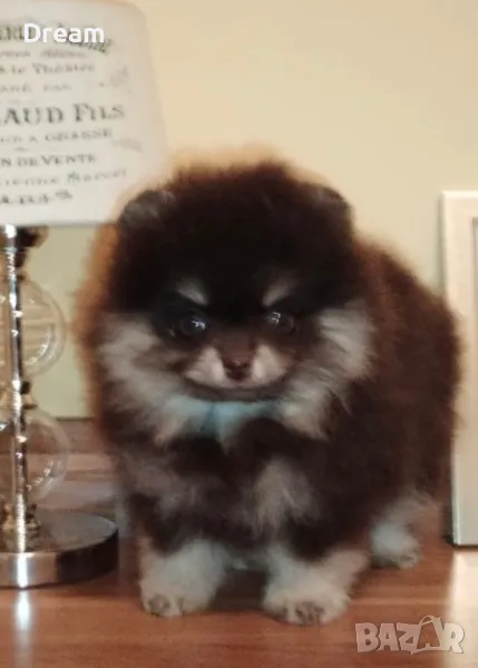 Померан мъжки black an tan  , снимка 1