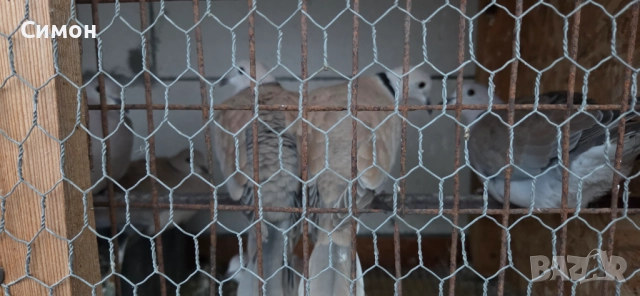 Гугутки скумрийки, снимка 4 - Гълъби - 52967544