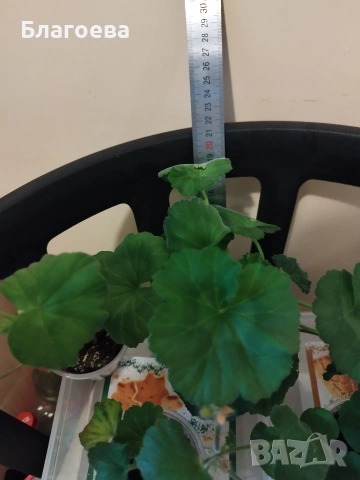 Комплект вкоренени резници Мушкато 5 бр - 5 цвята, снимка 8 - Стайни растения - 44395633