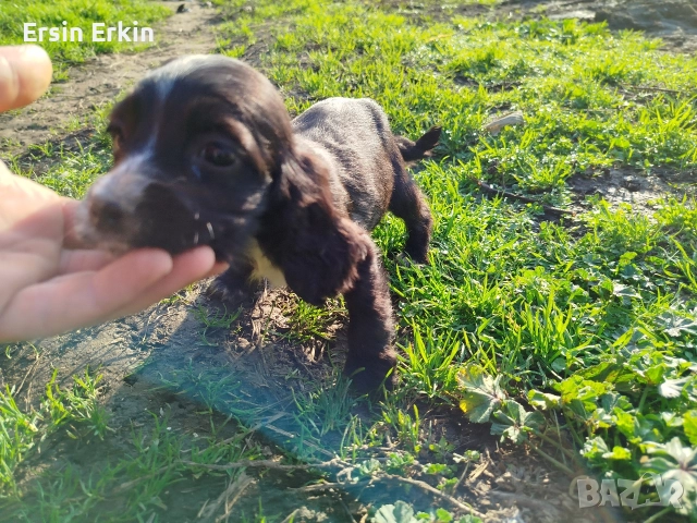 кокер шпаньол , снимка 6 - Кокер шпаньол - 52793522