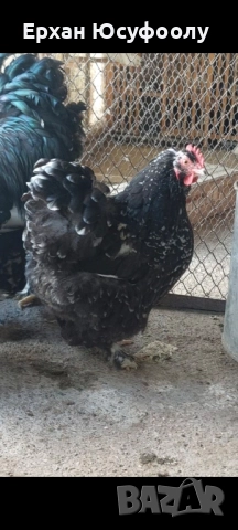 Кохин, Пауни, Брама, снимка 6 - други­ - 52025761