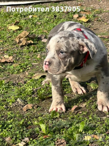 Американско були покет , снимка 3 - Американски стафордширски териер - 52502616