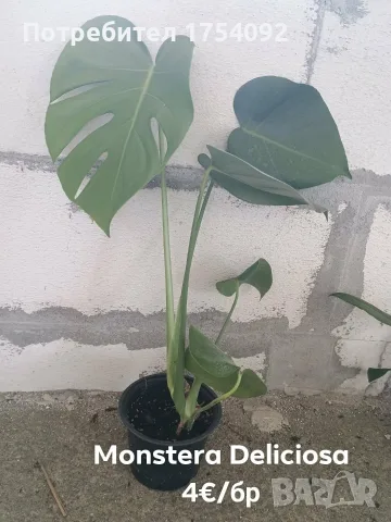 Monstera Deliciosa