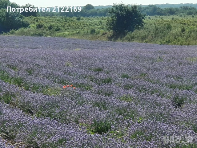 Земеделска земя, снимка 4 - Земеделска земя - 51669627