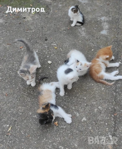 Котенца подарявам, снимка 1