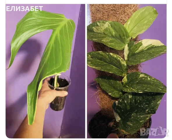 Комплект monster I 