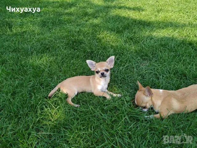 Чихуахуа мъжки и женски, снимка 2 - Чихуахуа - 41803190