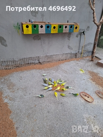 продавам вълнисти папагали., снимка 2 - Папагали - 52975381