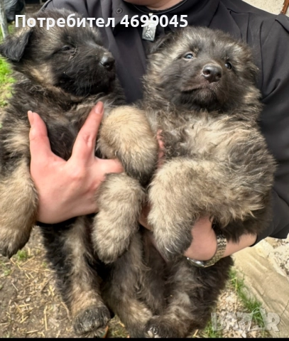 Немска овчарка старонемска 