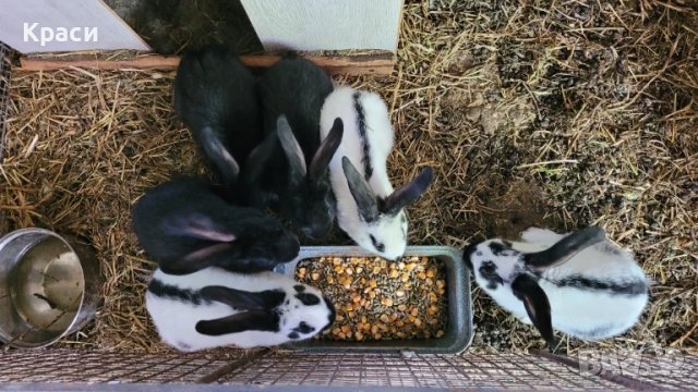 Зайци , снимка 5 - Други животни - 42568244