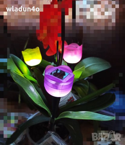 Соларни ПЕПЕРУДИ,КОЛИБРИ.Лалета-8лв/9лв/10лв, снимка 13 - Градински цветя и растения - 14365224