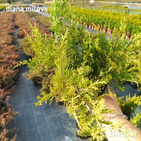 Хвойна Старо Злато, Juniperus Old Gold, снимка 5 - Градински цветя и растения - 39205397