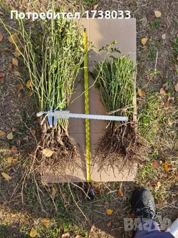 Производство на разсад Шипка сорт "Пловдив-1"  , снимка 10 - Сортови семена и луковици - 18912215