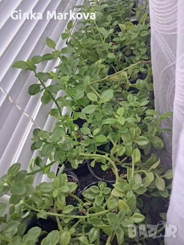 Аптения - 2,50 евро, снимка 2 - Стайни растения - 53988254