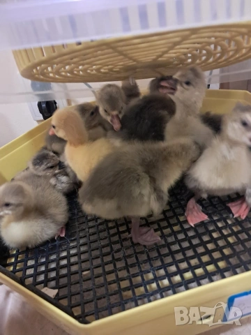 Продавам новоизлюпени гъсета 