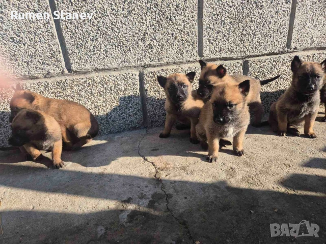 Белгийска овчарка Малиноа, снимка 2 - Белгийска овчарка - 54333379