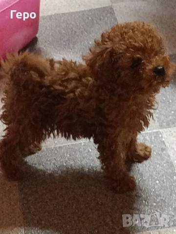 пудел той , снимка 4 - Пудели - 53322409