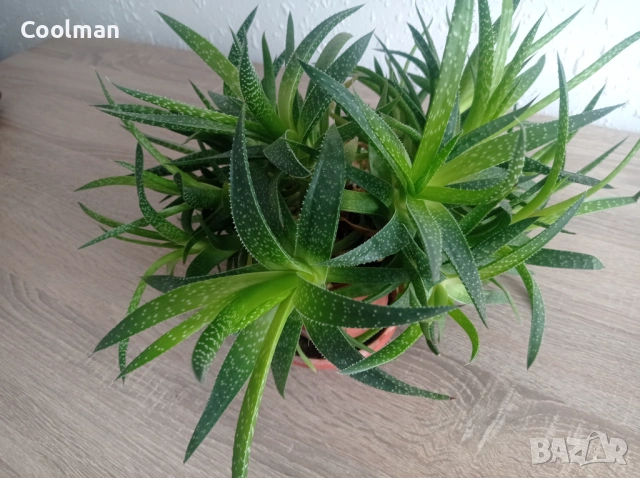 Сукуленти Алое Аристата, снимка 5 - Стайни растения - 54077156
