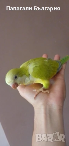Папагалче Монах , снимка 5 - Папагали - 50712132