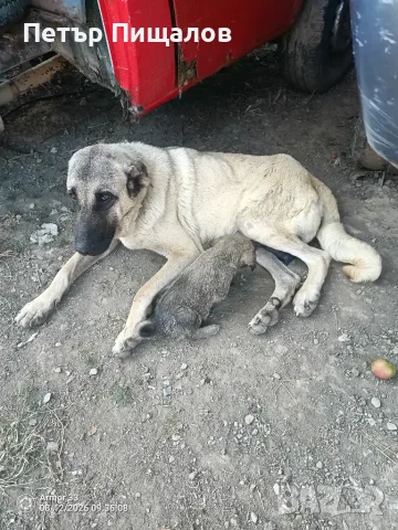 Кангалчета от работещи родители с първа ваксина, снимка 2 - Кангал - 55011898