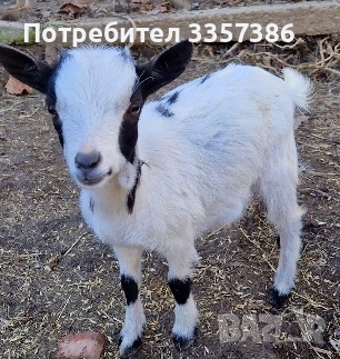 Продавам Декоративни Кози, снимка 7 - Кози - 52865396