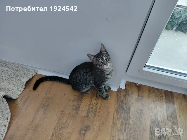 Подарявам котенца, снимка 3 - Други - 55896186