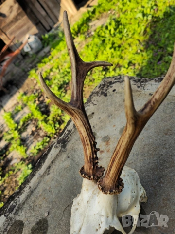 Трофей от сръндак , снимка 3 - Други - 54312628