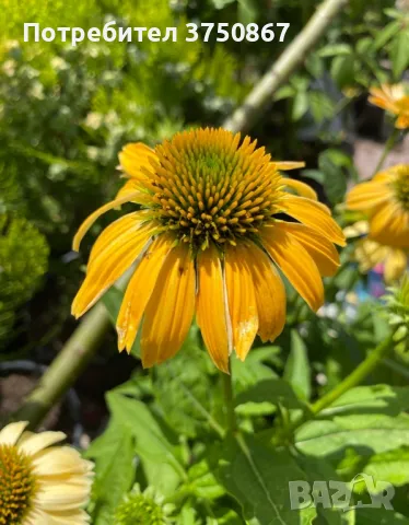 💜🧡🩷 Ехинацея / Echinacea 💜🧡🩷, снимка 4 - Градински цветя и растения - 49778110