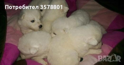 Продавам кученца порода Самоед – женски и мъжки