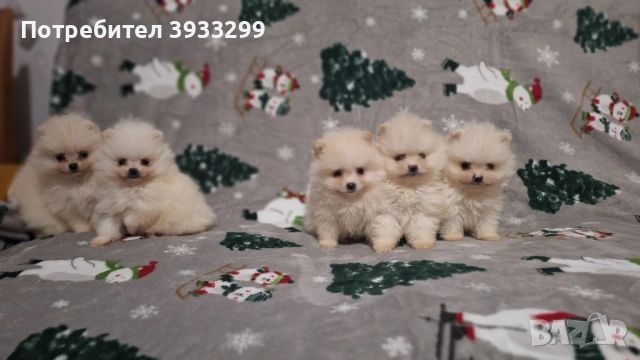 Померан мини померанчета чисто бели, снимка 10 - Померан - 52328942