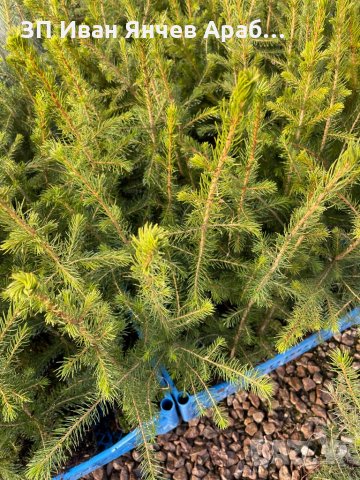 Разсад Обикновен Смърч(Picea Abies), снимка 3 - Разсади - 35374926