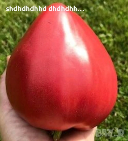 Най Вкусните Домати (Разсад Момини Гърди) 