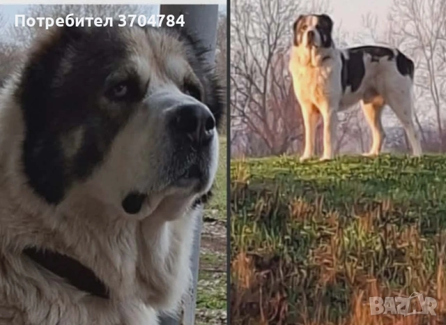 Продавам алабй
