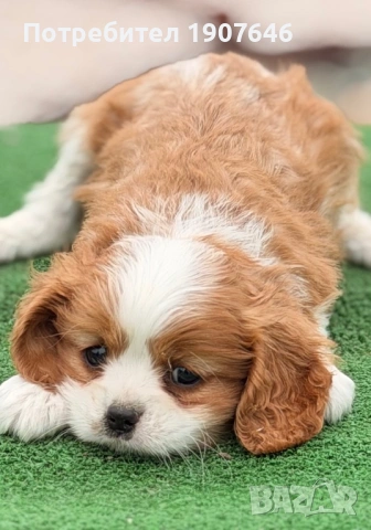 Кавалер Кинг Чарлз, снимка 3 - Кавалер кинг чарлз шпаньол - 53346775