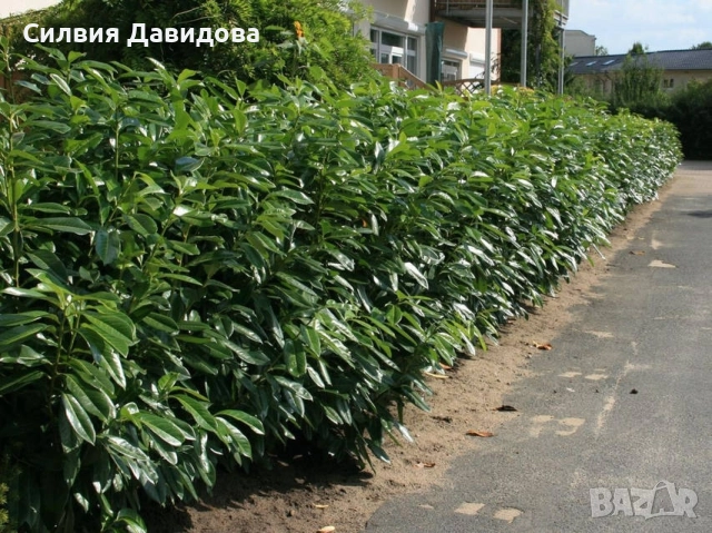 Лавровишня , снимка 12 - Градински цветя и растения - 51968758