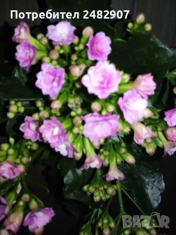 Каланхое, снимка 2 - Стайни растения - 49499383