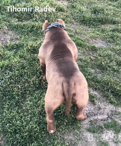 American Bully Pocket, снимка 6 - Други - 55984399