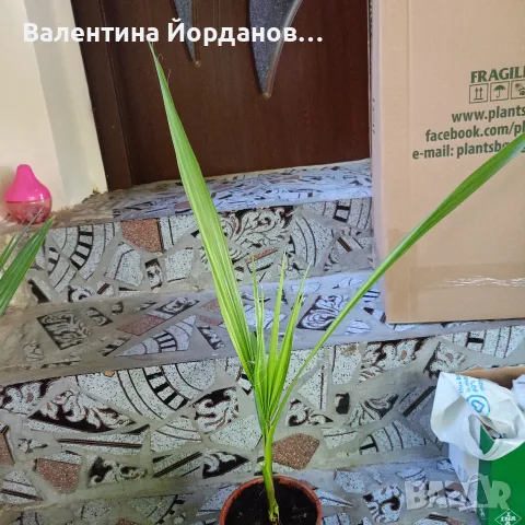 палми вашингтония , снимка 2 - Стайни растения - 55901408