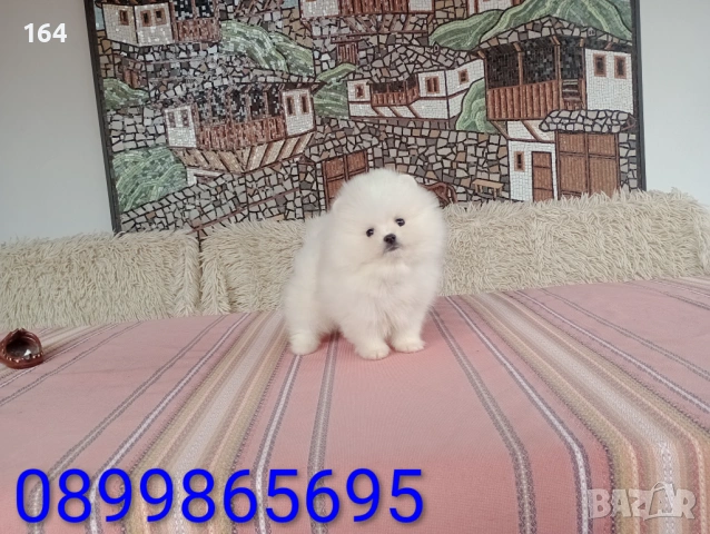 Мини бели Померани. Реални снимки от 21.03.26