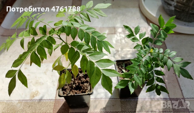 Къри лист - Murraya koenigii. Подправка., снимка 2 - Стайни растения - 54078956