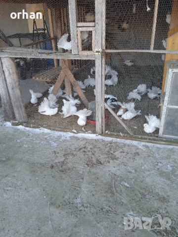 фенерли за продаване или бартер , снимка 3 - Гълъби - 52361365